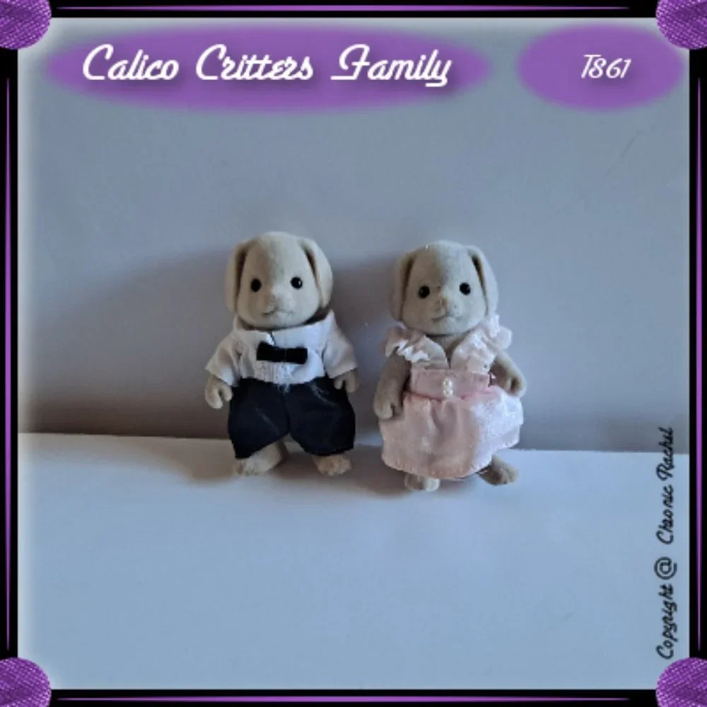 Fancy Basset Dog Adults